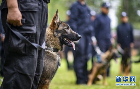 （社会）（1）我国首只警用工作克隆犬“昆勋”入警